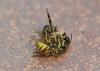 Vespula vulgaris